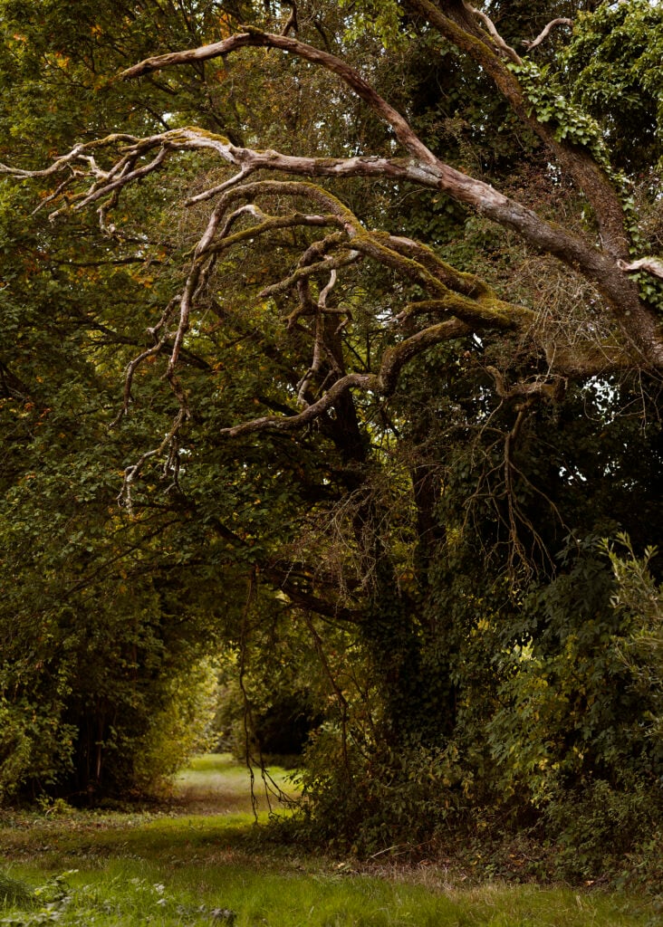 Ancient moss-covered tree branches over a grass path in the Cappoquin Estate forest